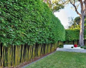 Graceful Bamboo | B. Textilis ‘gracilis’