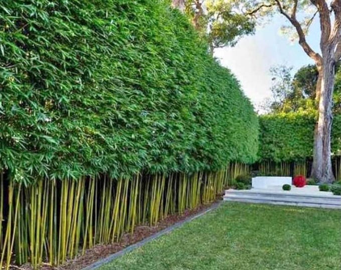 Graceful Bamboo | B. Textilis ‘gracilis’