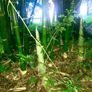 Bambusa Vulgaris | Tropical Timber Bamboo