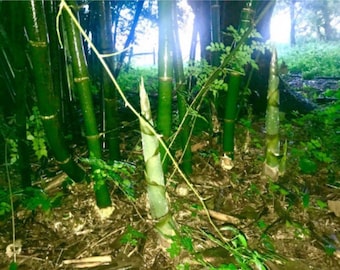 Bambusa Vulgaris | Tropical Timber Bamboo