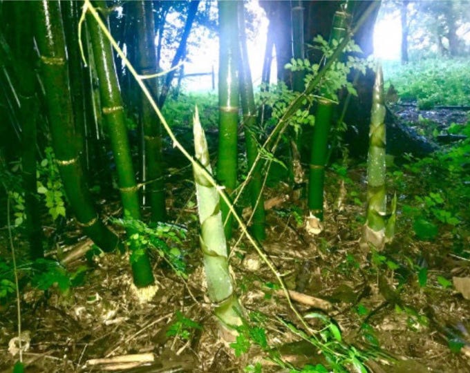 Bambusa Vulgaris | Tropical Timber Bamboo