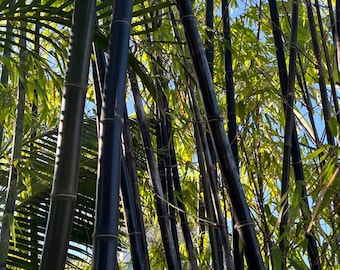 Timor Black Bamboo XL Valued Rhizome Division