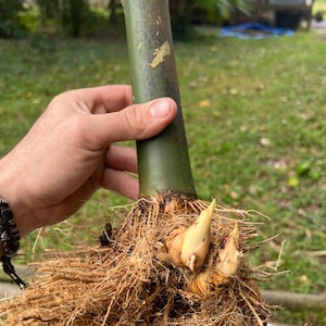Seabreeze Timber Bamboo XL Rhizome Division