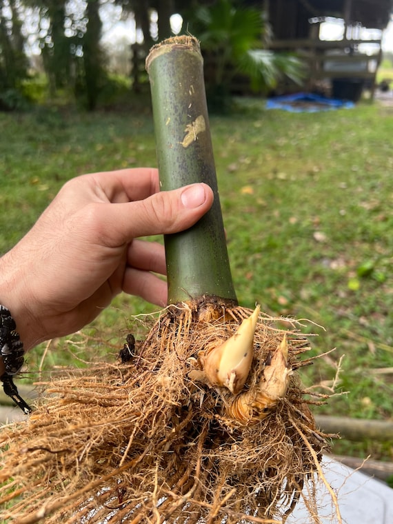Seabreeze Timber Bamboo XL Rhizome Division