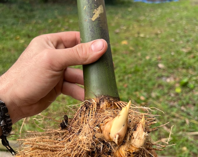 Seabreeze Timber Bamboo XL Rhizome Division