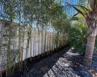 Yedake | Arrow Bamboo live plants