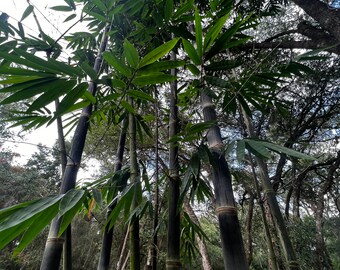 Black Asper Timber Bamboo live plant