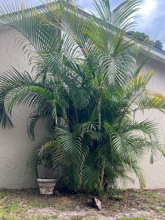 Areca Live Palm 3ft+