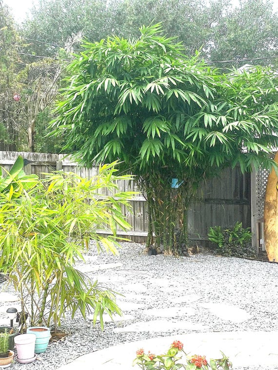 Dwarf Buddha Belly Bamboo live plant