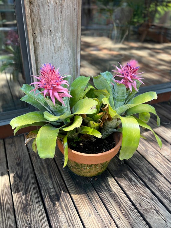 Amazonian Bromeliad | Ghost Bromeliad