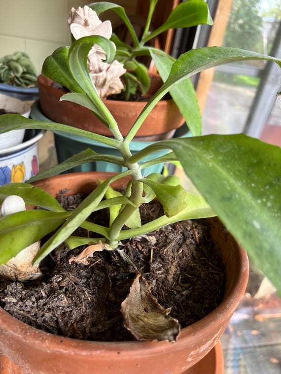 Climbing Amazonian Succulent *Medicinal*