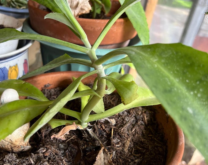 Climbing Amazonian Succulent *Medicinal*