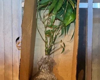 Buddha Belly [Green] Bamboo 1gal bonsai