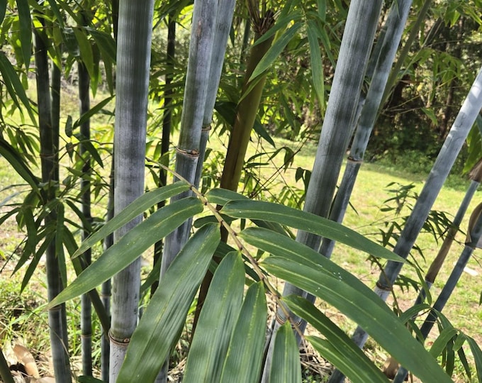 Tropical Blue Chungii Bamboo XL Rhizome Divisions