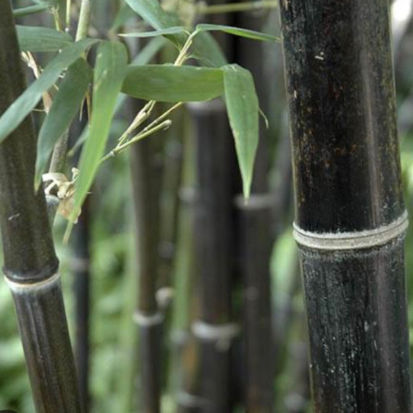 Black Bamboo | Phyllostachys Nigra