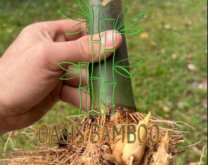 Seabreeze Timber Bamboo XL Rhizome Division