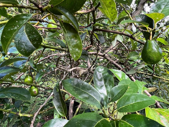 Avocado Trees (Poncho)