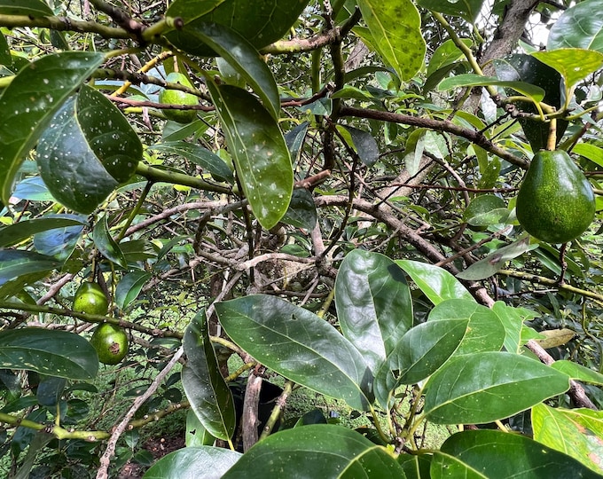 Avocado Trees (Poncho)