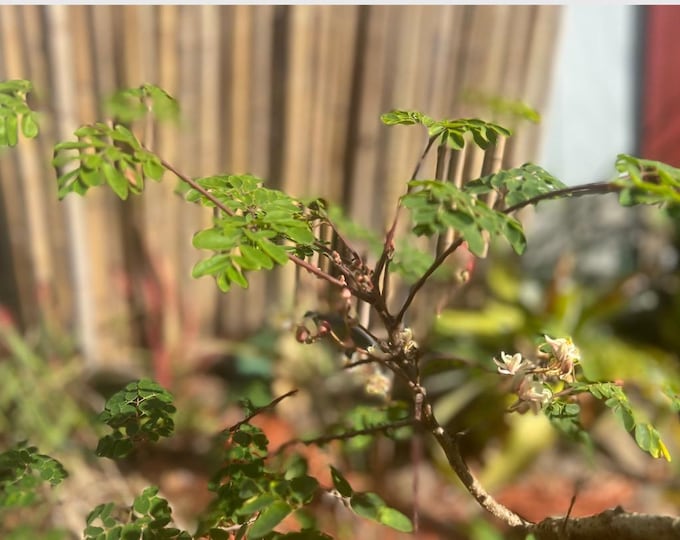 Moringa “Tree of Life” Starter Plant