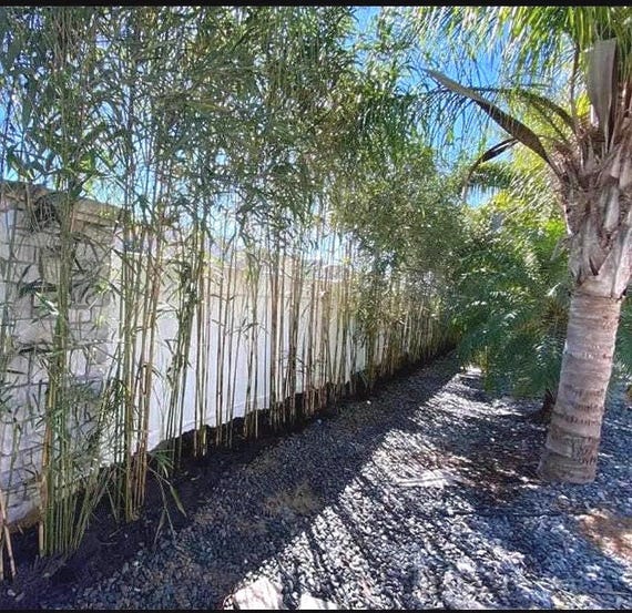 Yedake | Arrow Bamboo live plants