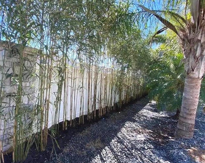 Yedake | Arrow Bamboo live plants