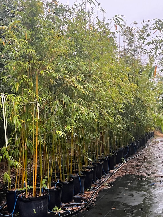 Graceful Bamboo | Bambusa Textilis ‘Gracilis’