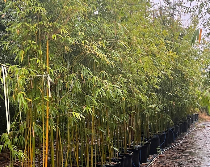 Graceful Bamboo | Bambusa Textilis ‘Gracilis’