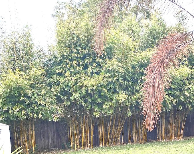 Asian-Lemon Bamboo Plant