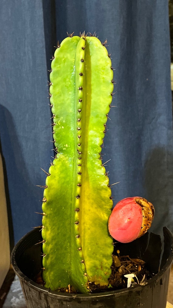 Peruvian Apple Cactus (Fruiting dragonfruit) 3gal