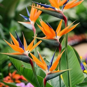 Birds of Paradise (Orange) 2gal starter plant