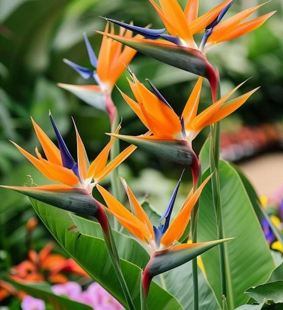 Birds of Paradise (Orange)