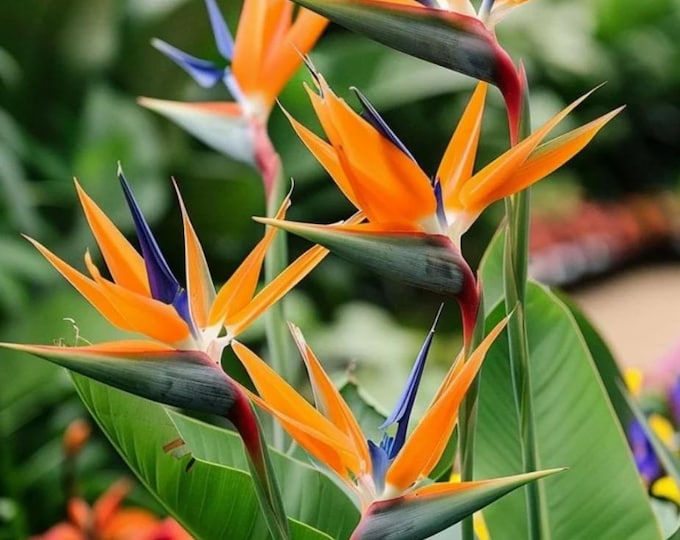 Birds of Paradise (Orange)