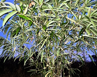 Dwarf Buddha Belly Bamboo live plant