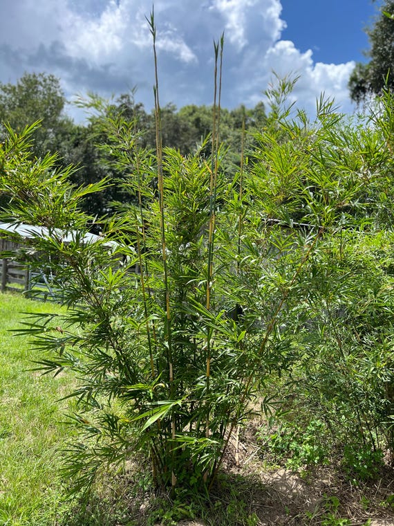 Graceful Bamboo | Bambusa Textilis ‘Gracilis’