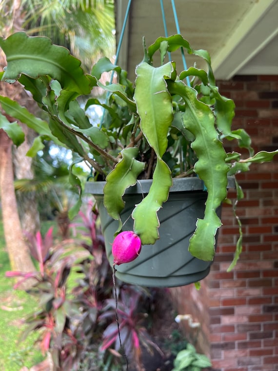 Curly Locks Orchid Cactus | Epiphyllum guatemalense 'Monstrose'