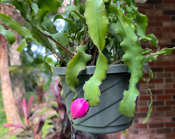 Curly Locks Orchid Cactus | Epiphyllum guatemalense 'Monstrose'