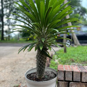 Pachypodium lamerei: Rare Madagascar Palm Succulent