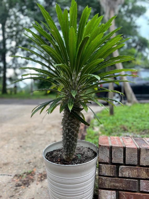 Pachypodium lamerei: Rare Madagascar Palm Succulent