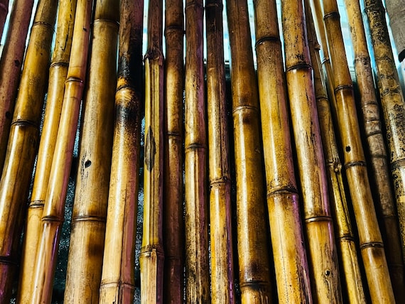 4 Pack High Quality Bamboo sticks 2” - 1-3/4” diameter