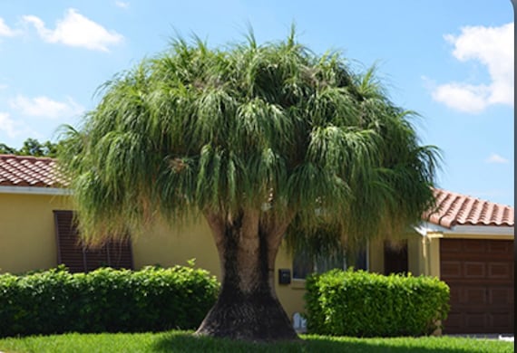 Long neck Ponytail Palms 1gal starter plants