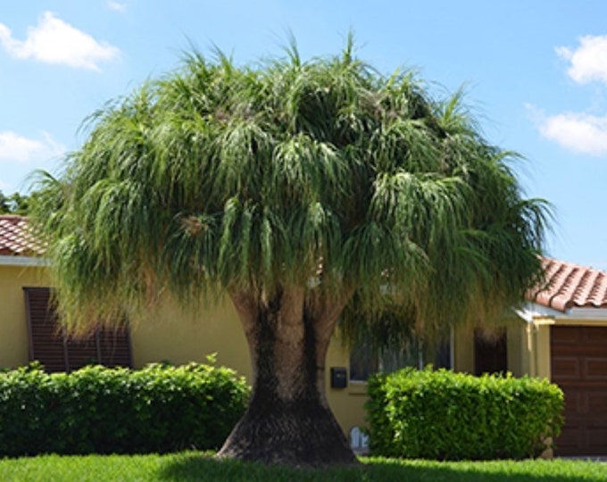 Long Neck Ponytail Palms 1gal Starter Plants - Etsy