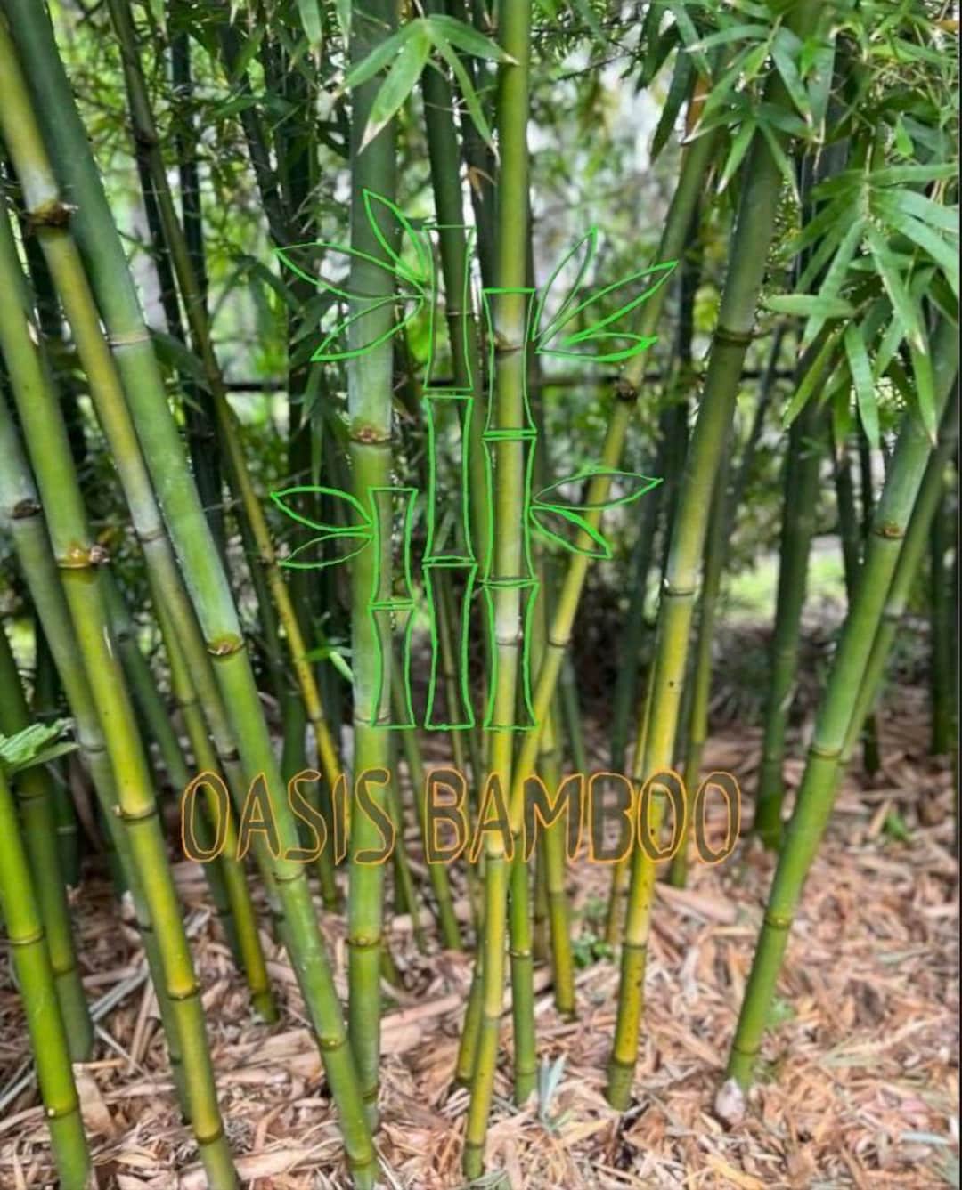 Seabreeze Timber Bamboo XL Rhizome Division - Etsy