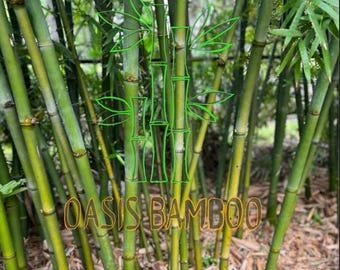 Seabreeze Timber Bamboo XL Rhizome Division