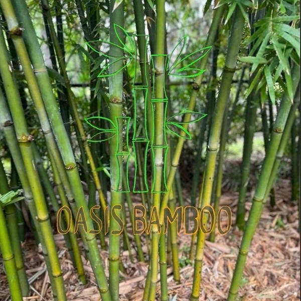 Seabreeze Timber Bamboo XL Rhizome Division
