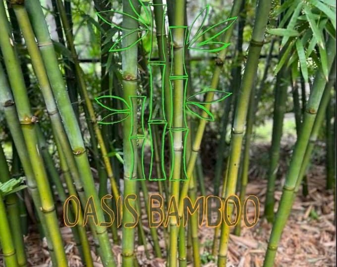 Seabreeze Timber Bamboo XL Rhizome Division