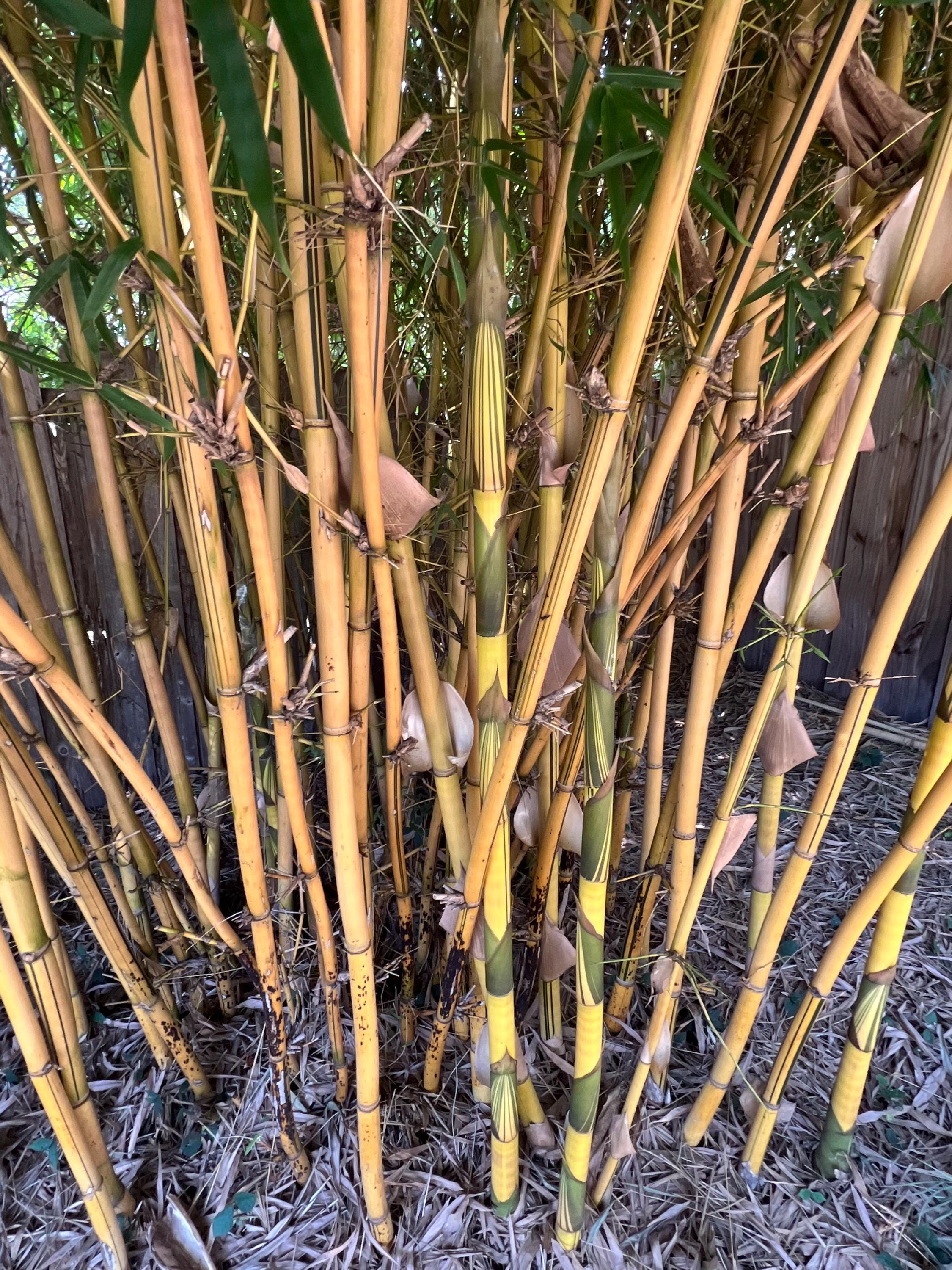 Asian Lemon Bamboo | Bambusa Eutuldoides 'viridi-vittata' - Etsy