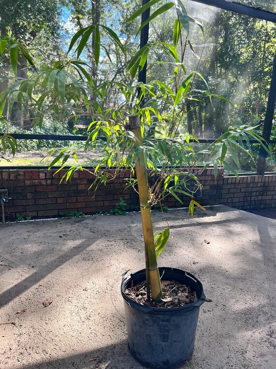 bambus ungeziefer Wuchernder Bambus Goldrohrbambus kaufen | Phyllostachys aurea -  Goldrohrbambus