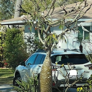 Madagascar Palm