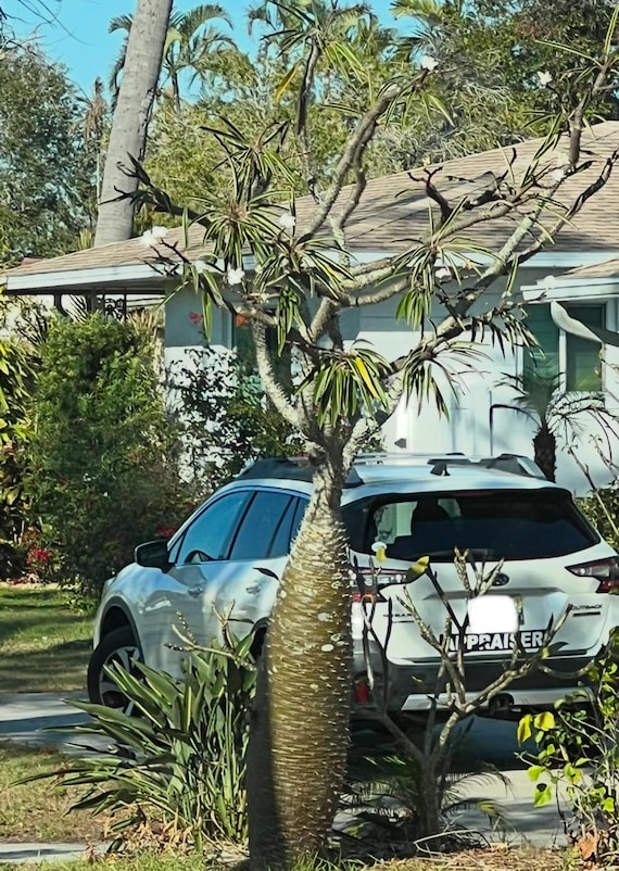Madagascar Palm