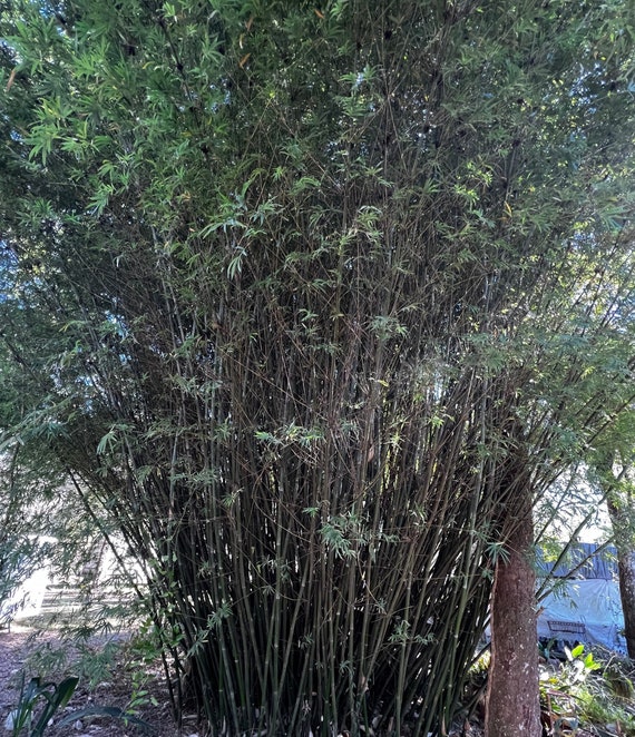 Bambusa Dolichomerithalla ‘Silver Stripe’